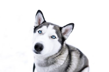 Sibirya husky köpek portre portre