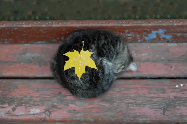 Retrato del gato dormido con una hoja de arce . — Foto de Stock