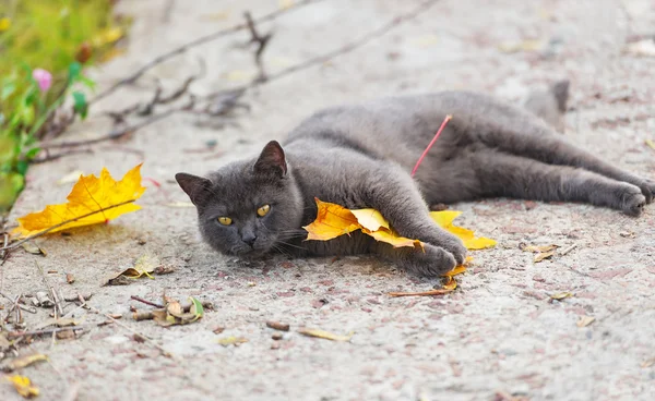 Gato gris con hoja de arce . — Foto de Stock