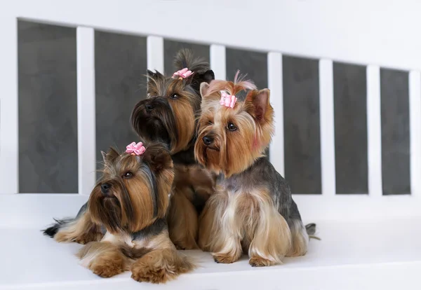 Portret zbliżenie dwóch szczęśliwy yorkshire terrier pies na szarym tle. — Zdjęcie stockowe