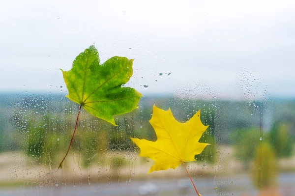 Zwei Herbstblätter auf Fensterglas. — Stockfoto