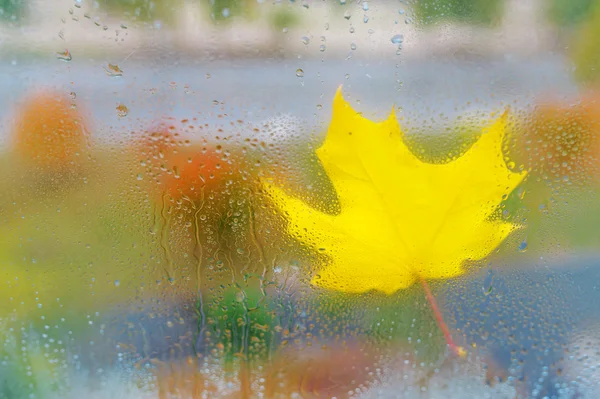 Jesienny liść klonu żółty na szkle z wody spada — Zdjęcie stockowe