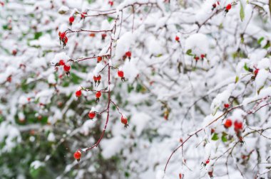 Köpek rose hips karda closeup.