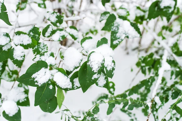 Snötäckta gröna löv på ett träd. — Stockfoto