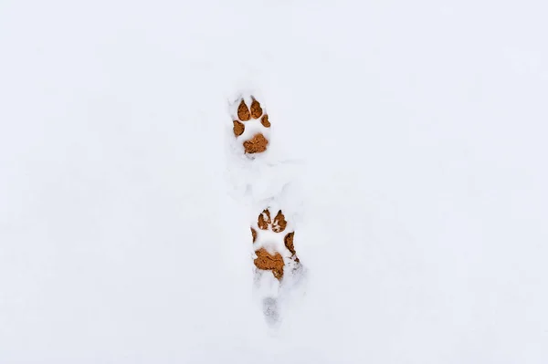 Hund fot utskrifter i snö — Stockfoto