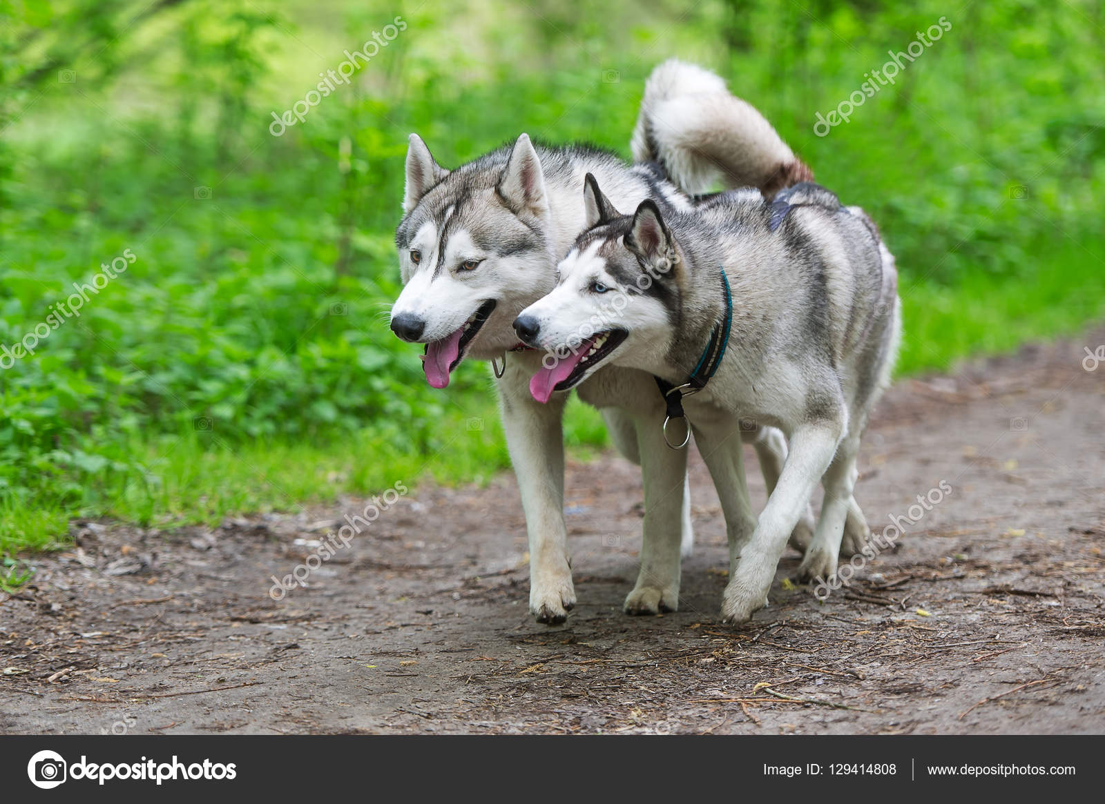 Are Siberian Huskies Better In Pairs