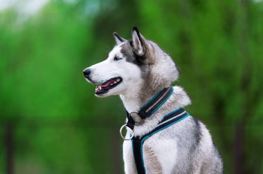 Mavi gözlü Husky portresi