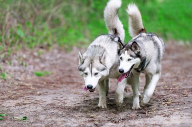 Ormanda çalışan iki Sibirya husky
