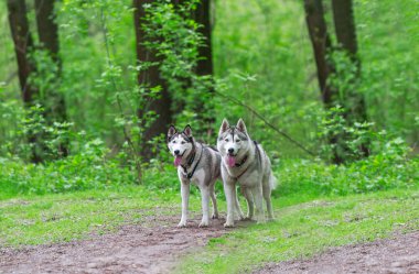 Ormanda çalışan iki Sibirya husky