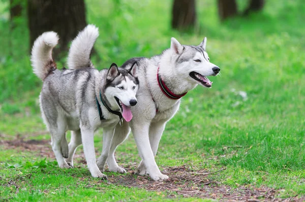 Dos husky siberiano corriendo en el bosque —  Fotos de Stock