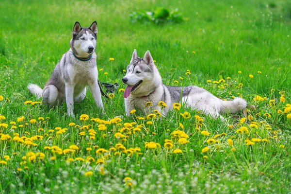 Dos flores de husky siberiano y diente de león —  Fotos de Stock