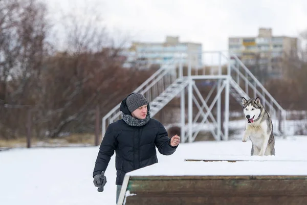Entrenar a un perro husky siberiano al aire libre en invierno —  Fotos de Stock