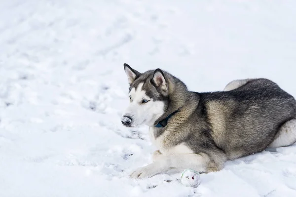 Sibirischer Jagdhund liegt im Schnee. — Stockfoto