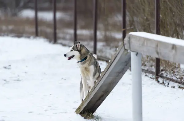 De hond Siberische husky en gehoorzaamheid opleiding in de winter — Stockfoto