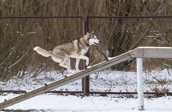 De hond Siberische husky en gehoorzaamheid opleiding in de winter — Stockfoto