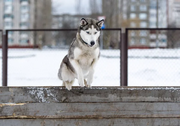 Köpek Siberian dış yapraklar ve kışın eğitim itaat — Stok fotoğraf