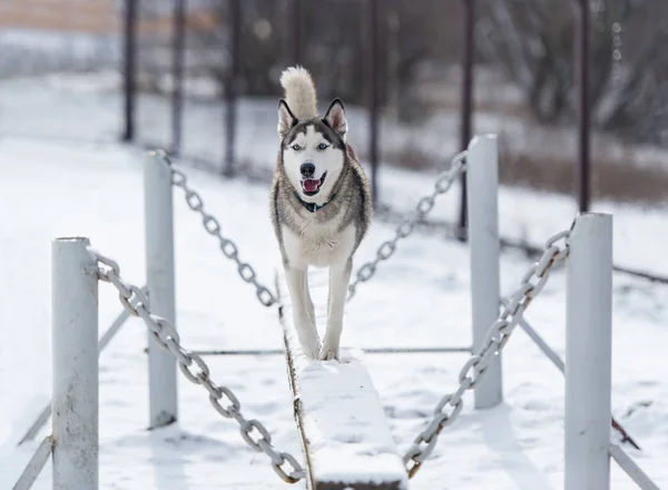 De hond Siberische husky en gehoorzaamheid opleiding in de winter — Stockfoto