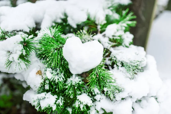 FIR-trädgren med snö hjärtat närbild. — Stockfoto