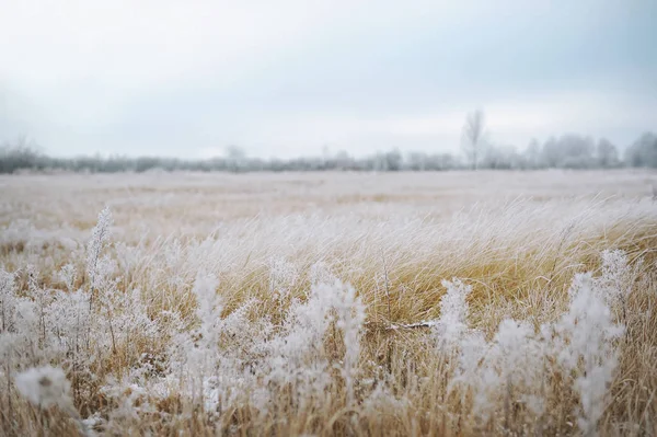 Campo no inverno . — Fotografia de Stock