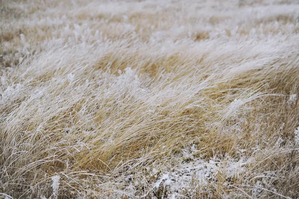 Hierba cubierta de nieve después de la tormenta de nieve. Fondo de invierno . —  Fotos de Stock