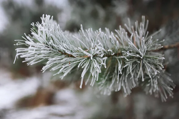Tall grenar med is och snö, vinter natur bakgrund — Stockfoto