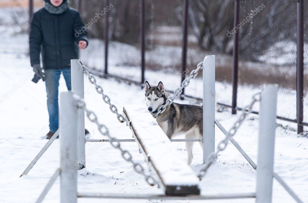 The dog Siberian husky and obedience training in winter