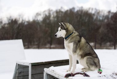 köpek siberian dış yapraklar kış