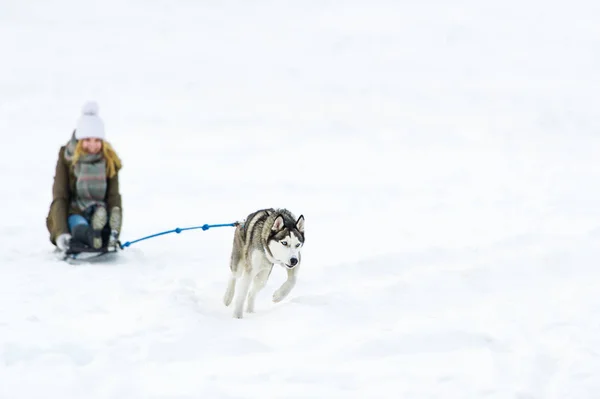 Mulher feliz trenó com cão no inverno — Fotografia de Stock