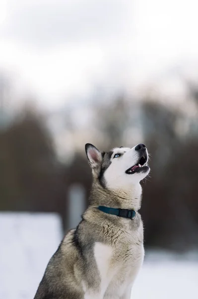 O cão o husky siberiano no inverno. O lobo uiva e olha para a lua . — Fotografia de Stock