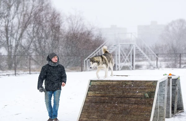 Treinando um cão husky siberiano ao ar livre no inverno — Fotografia de Stock