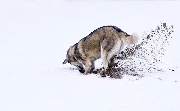 Dog digging in snow