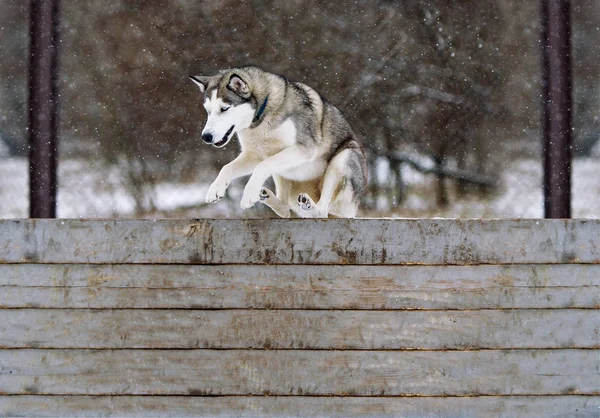 Saute d'un chien à travers un obstacle. Le husky sibérien et l'entraînement à l'obéissance en hiver — Photo
