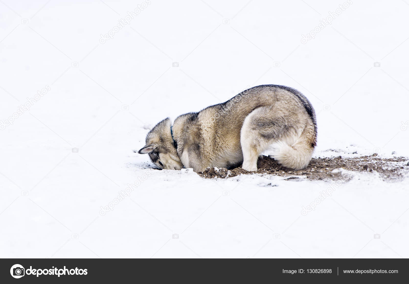 Do Old Dogs Dig Holes To Die