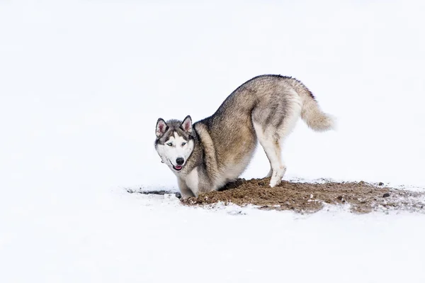 Cane che scava nella neve — Foto Stock