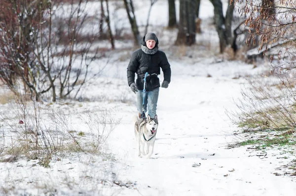 Entrenar a un husky siberiano al aire libre en invierno. El entrenador y su perro corren por el sendero del bosque . —  Fotos de Stock