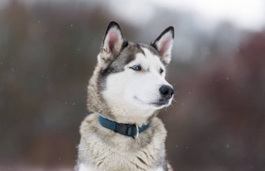 köpek siberian dış yapraklar kış