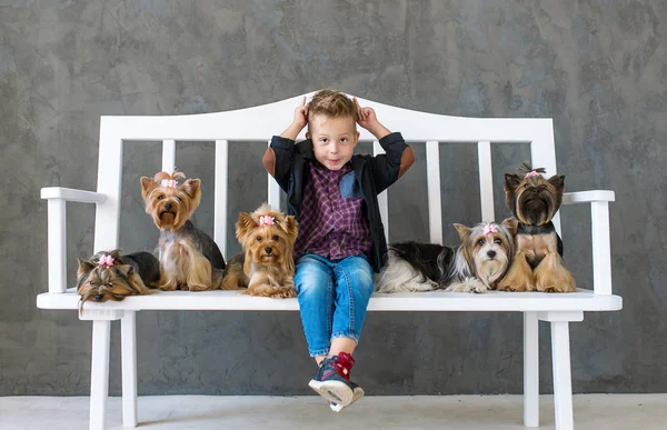 Niño juguetón se sienta en un banco blanco en un ambiente de cinco perritos — Foto de Stock