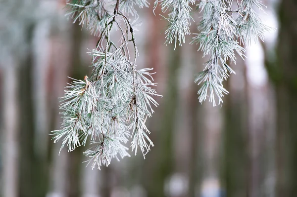 Pine branches covered with hoarfrost — Stock Photo, Image