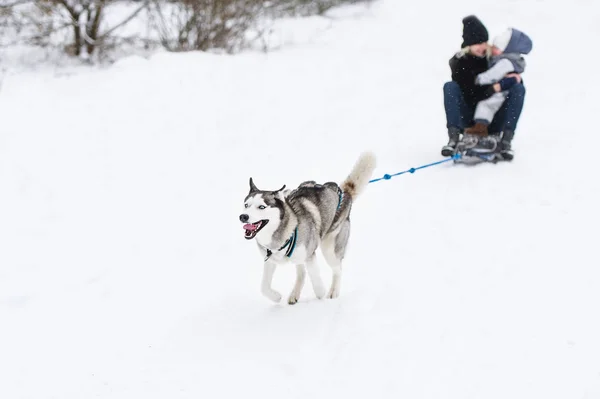 O cão Husky está a puxar o trenó a toda a velocidade. Mãe e menina passeio trenó . — Fotografia de Stock