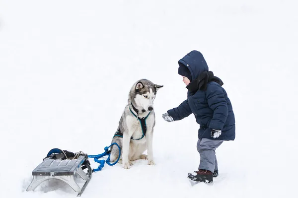Den lilla pojken och hunden spela i snö. — Stockfoto