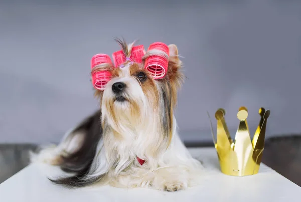 Yorkshire terrier con fiocco rosso e una corona — Foto Stock