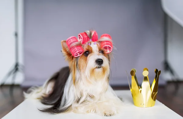 Yorkshire terrier con fiocco rosso e una corona — Foto Stock