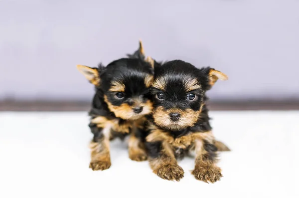 约克夏梗的肖像两只小狗 — 图库照片