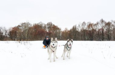 Köpek sledding