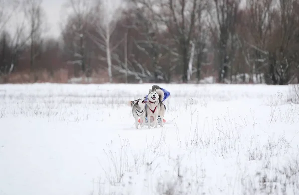 Rodelen met hond — Stockfoto