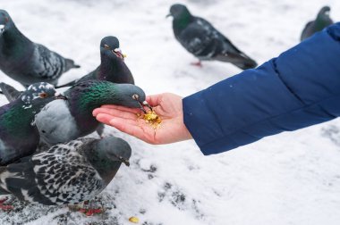 Elinden aç güvercin besleme