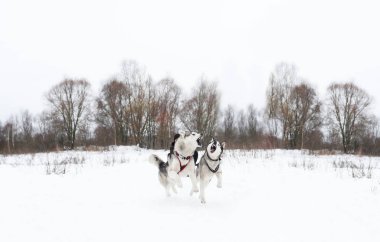 Dış yapraklar kar üzerinde çalışan bir çift. Köpek sledding