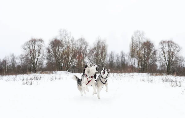 Un par de huskies corriendo en la nieve. Trineo con perro —  Fotos de Stock