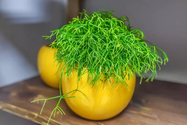 Rhipsalis in una bancarella di vaso da fiori su un tavolo in vaso da fiori giallo — Foto Stock