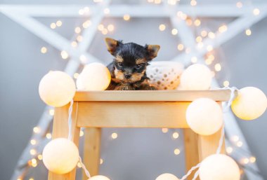 Yorkshire terrier yavru bir sandalyede oturur.